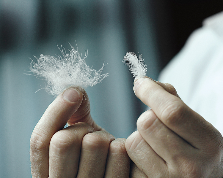 e qualche pugno di prezioso piumino.