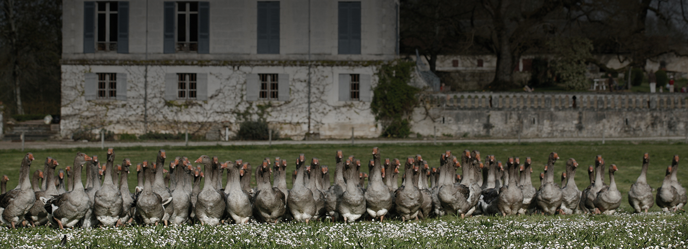 Ad influenzare fortemente le qualità del piumino concorrono i metodi di allevamento e di raccolta.