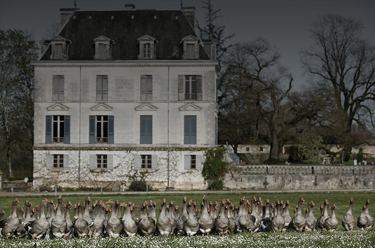 Ad influenzare fortemente le qualità del piumino concorrono i metodi di allevamento e di raccolta.